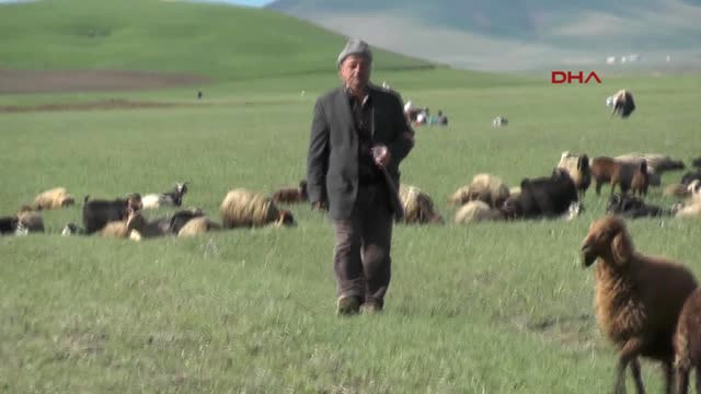 Muşlu Hayvan Yetiştiricileri, Kentte Çoban Bulamıyor
