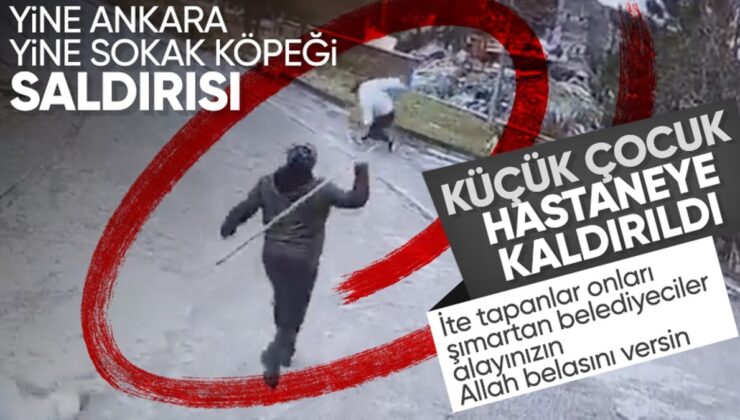 Ankara’da başıboş sokak köpekleri tekrar çocuklara saldırdı