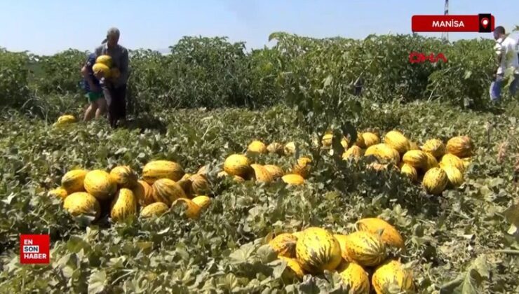 Manisa’da 600 ton kavun,karpuzu fiyatsız dağıttılar