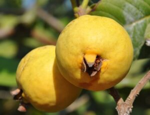 Mersin’de tropikal meyve guava limona rakip oldu