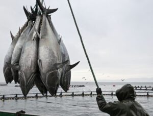 Orkinos avcılığında mevcut sistem devam edecek