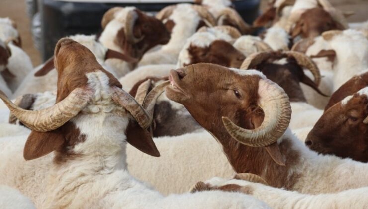 Kurban derileri ülke iktisadına 20 milyar lira katkı sağlıyor