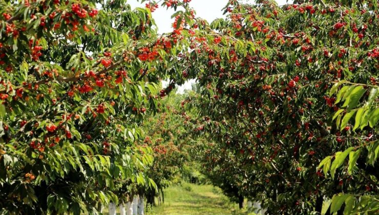 Tekirdağ kirazında rekolte peklentisi 3 bin tona yükseldi