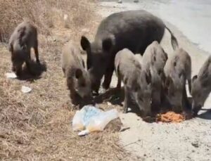 Kent merkezinde domuzları besleyen bayan: Aşklarım, size mama getirdim