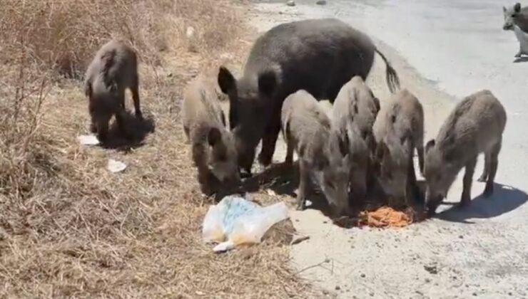Kent merkezinde domuzları besleyen bayan: Aşklarım, size mama getirdim